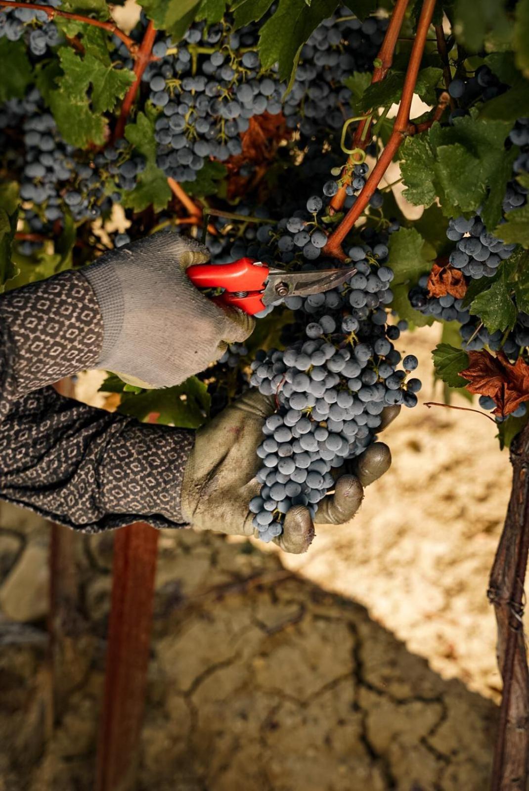 Wine Residence Cattunar Бртонигла Екстер'єр фото